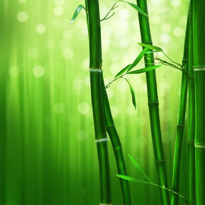Environmental Benefits of Bamboo Flooring