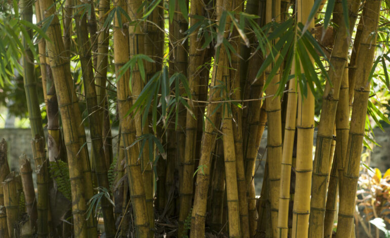 Wellmade Bamboo
