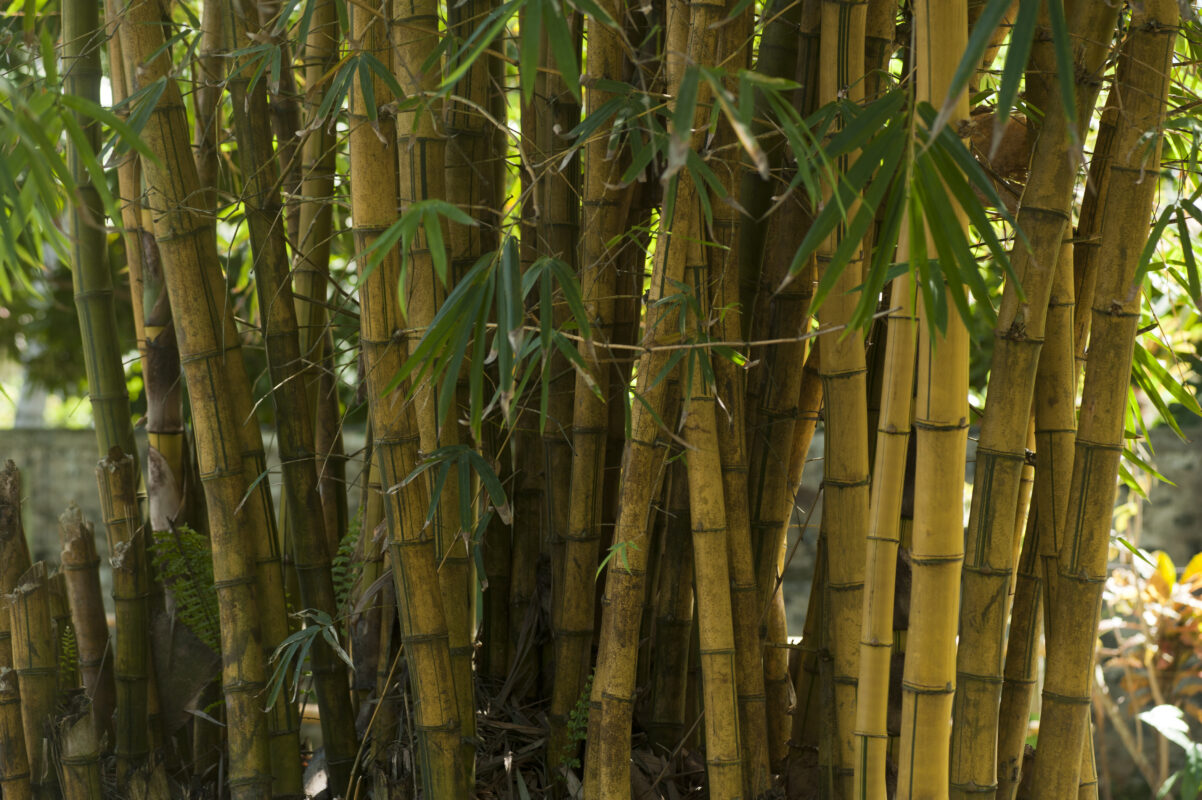 Wellmade Bamboo